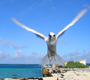 white tern flying